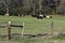 Herd of cattle around hay feeders in spring