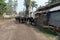 A herd of cattle being moved by a farmer, Kumrokhali, India