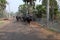 A herd of cattle being moved by a farmer, Kumrokhali, India