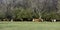 Herd of cattle in early spring pasture - banner