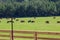 Herd of cattle in field beyond fence