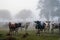 a herd of cattle grazes on a foggy morning in the farm fields