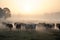 a herd of cattle grazes on a foggy morning in the farm fields