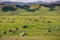 Herd of cattle grazing on a green pasture, south California