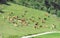 Herd of cattle grazing on sunlit spring highlands Alpine grassland