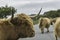 An herd of cattle on an isle of skye road