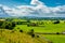 Herd Of Cattle In Landscape Of Tipperary In Ireland