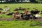 Herd of cattle, morning meadow.