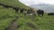 A herd of cattle on mountain pastures