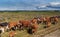 A herd of cattle outside Punta Arenas, Chile