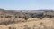 A Herd of Cattle with the Town of Cochrane in the Background