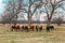 A herd of cattle of various colors lined up staring at the camera out in a field with bare trees and a pond in the background