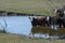 Herd of cattle wading into pond for a drink