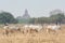 Herd of cattle walking through the dry field with temples and pagodas of ancient Bagan on background, Myanmar