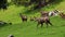 Herd of chamois animals on the pasture