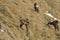 A herd of chamois eating on a grass field