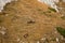 A herd of chamois on a grass slope