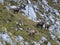 Herd of chamois at Hackenkopfe mountains, Wilder Kaiser, Tyrol, Austria