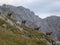 Herd of chamois at Hackenkopfe mountains, Wilder Kaiser, Tyrol, Austria