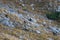 Herd of Chamois on a steep grassy slope