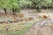 A herd of Cheetal deer in Ranthambore forest