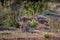 Herd of chicks of ostriches in Kenya