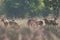 Herd of chital Axis axis in Bandhavgarh National Park.