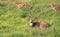 Herd of chital or spotted deer axis axis in bandipur national park