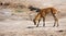 Herd of Cobe lechwe looking for food in savannah