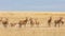 Herd of Coke`s Hartebeest standing in tall grass of the savannah of the Masai Mara, Kenya with blue sky background