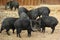 Herd of Collared Peccaries