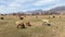 Herd of colorful sheep graze in a meadow in the mountains. A few black, brown and white sheep. Summer village landscape.