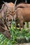 Herd of Common Eland