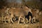 Herd of common eland cross rocky ground