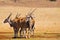 Herd Common Eland in savanna, Africa