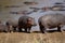 Herd of Common Hippopotamus