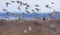 Herd of Common redpolls flying fast in snowy winter over fields and sky