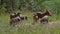 Herd of common warthog with six animals gathering on a meadow with bushes in the background near Waterberg Plateau, Namibia.