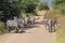 Herd of common zebras along a road