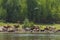 A herd of cows in the afternoon on waterhole on the river. Some cows went into the water. The river bank is overgrown with poplars