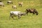 Herd of cows on alpine pasture, Cainallo Alp, Italy