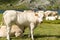 Herd of cows in the alpine pastures near a lake