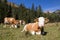 Herd Of Cows In The Alps
