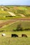 herd of cows in autumn, Lower Austria, Austria