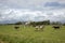 Herd of cows, bad rainy weather in cloudy skies, running in green pasture with farm in the background on the island of