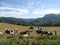 Herd of cows in Basque mountains