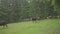 Herd of cows with bells on their necks descending a mountain path to a meadow to graze. Cows walking in mountain forest.