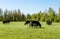 A herd of cows breed black Angus grazing in a green field