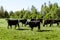 A herd of cows breed black Angus grazing in a green field