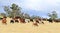 Herd of cows and buffalos eat dry grass